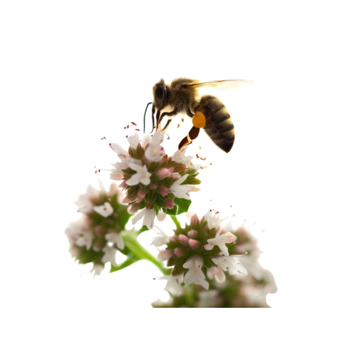 A bee inhaling the nectar of marjoram flowers